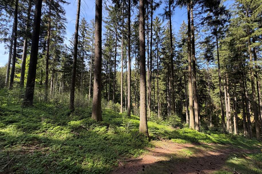 Waldfläche in Eberschwang/Hausruckwald - ca. 25.126 m², Grund und Boden-kauf, 120.000,€, 4906 Ried im Innkreis