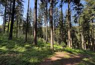 Waldfläche in Eberschwang/Hausruckwald - ca. 25.126 m²