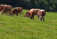 "Hof zur Steinwänd" Gasthof und Bauernhof mit Fremdenzimmern - Wald und Wiesen mit herrlichen Naturplätzen!
