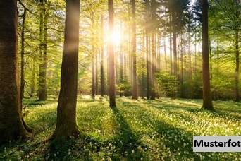 +++ Waldfläche +++, Grund und Boden-kauf, 1.930,€, 7562 Jennersdorf