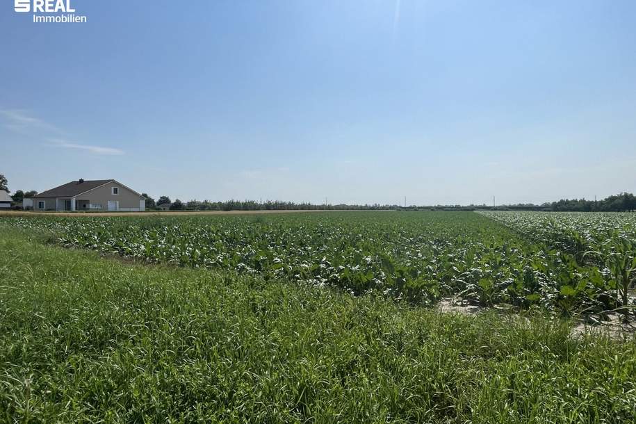 Baugrund in Kittsee in attraktiver Lage, Grund und Boden-kauf, 250.000,€, 2421 Neusiedl am See