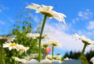Atemberaubend schöne Landschaft - Südlage - Baugrund 839qm kein Bauzwang !!! Nähe Alland nur 30 Minuten nach Wien!!!