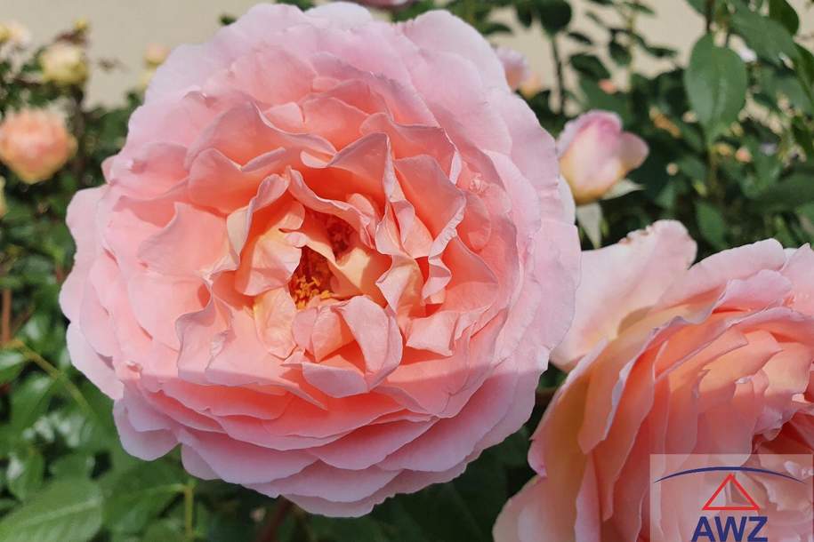 Preiswerte Eigentumswohnung in Grieskirchen!, Wohnung-kauf, 4710 Grieskirchen