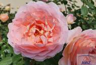 Preiswerte Eigentumswohnung in Grieskirchen!