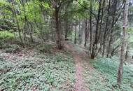 Waldgrundstück mit Altbestand in Amras