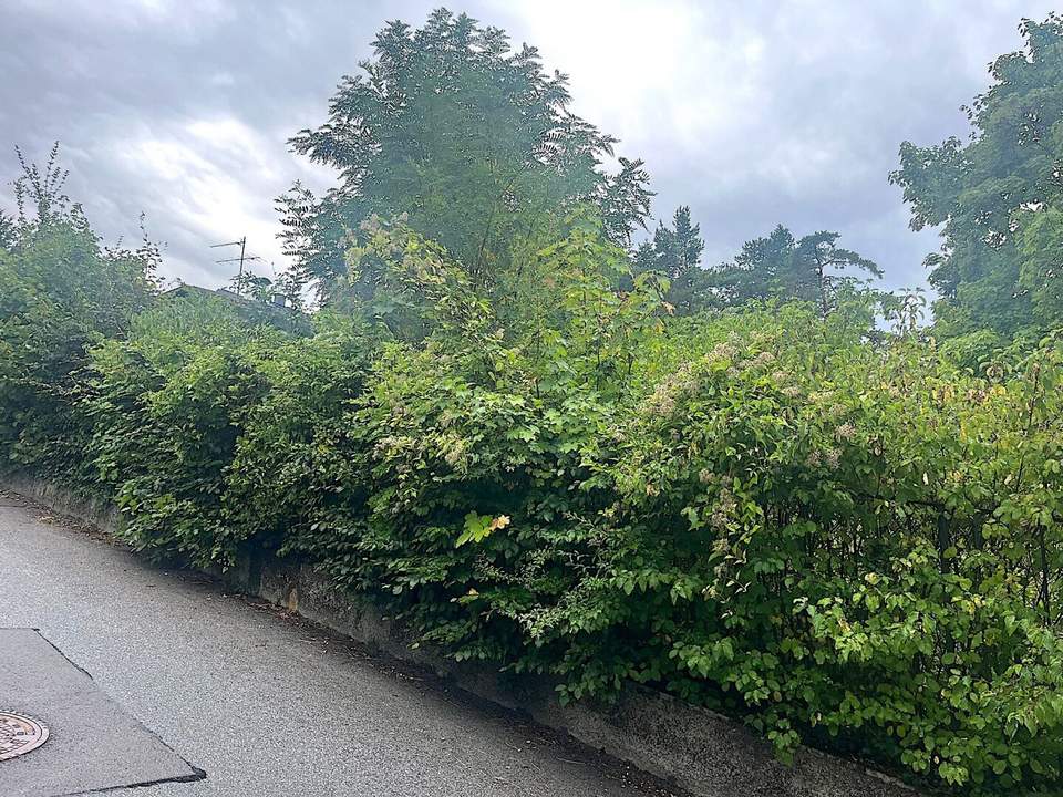 Baugrund in Klosterneuburg – Weidling 1.793 m² Grundstücksfläche | Altbestand vorhanden | teilbar