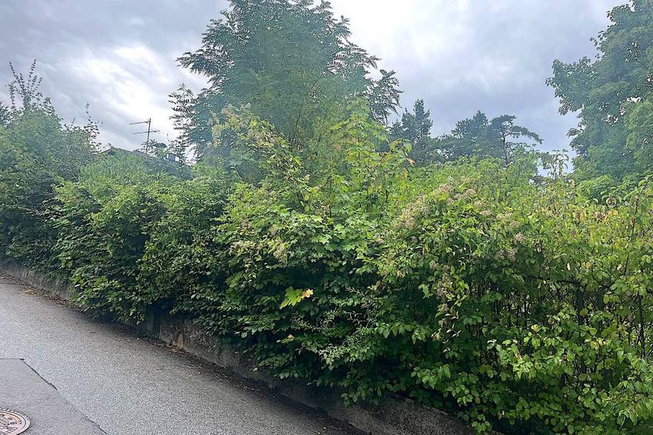Baugrund in Klosterneuburg – Weidling 1.793 m² Grundstücksfläche | Altbestand vorhanden | teilbar, Grund und Boden-kauf, 3400 Tulln