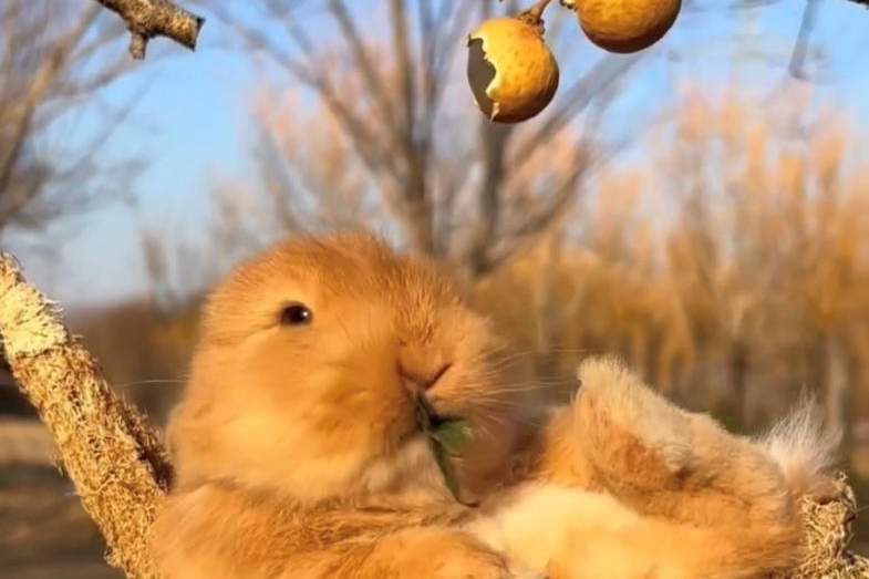 Ostern am Wörthersee: Kurzzeitmiete im April möglich, Wohnung-miete, 1.000,00,€, 9201 Klagenfurt Land