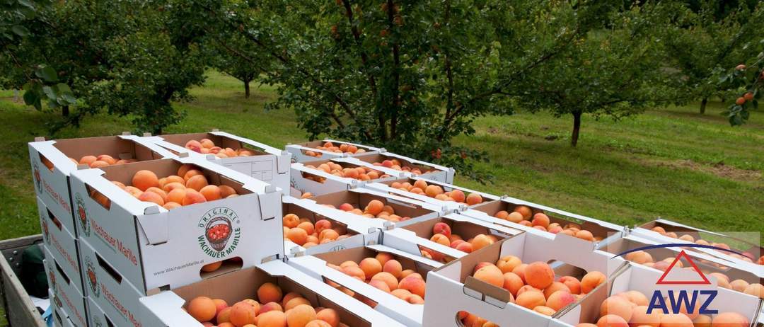 Wachauer Marille: ca. 8,1 ha Marillengärten in Toplage in der Wachau!