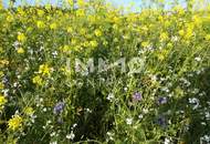 ** FÜR ANLEGER ** Provisionsfreie 2- Zimmer - Wohnung Nähe Traunauen