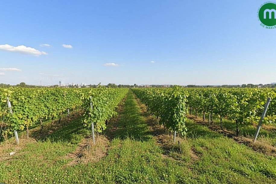 Reihenhaus auf Baurechtsgrund mit Blick auf Weingärten, Haus-kauf, 367.000,€, 1220 Wien 22., Donaustadt