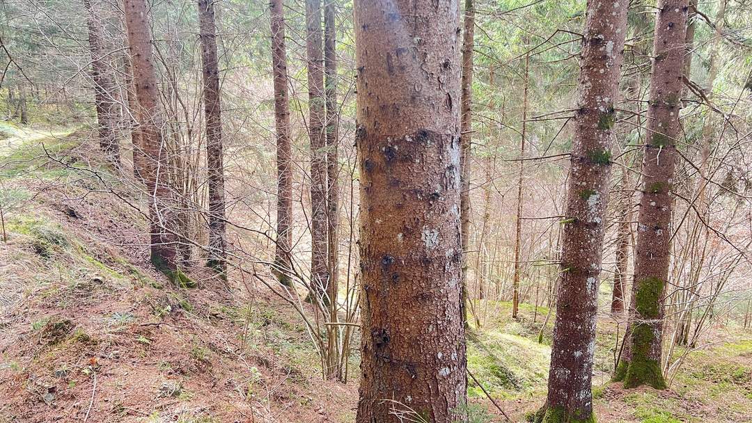 Wald im Gurktal (Provisionsfrei)