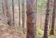 Wald im Gurktal (Provisionsfrei)