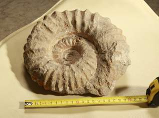 Fossilien / Versteinerung / Ammonit 22cm, 159 €, Marktplatz-Antiquitäten, Sammlerobjekte & Kunst in 1200 Brigittenau