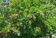 Wohnen, Leben, Land und Natur