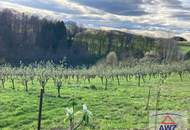 Landwirtschaftliche Fläche: Obstplantagen - Quittenkultur!