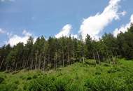 GUT ERSCHLOSSENER WALD, ZUR NACHHALTIGEN NUTZUNG UND ANLAGEZWECKEN!