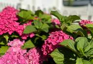 gepflegte, sofort beziehbare Doppelhaushälfte in sonniger Stadtrandlage von Oberwart