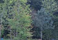 Traumhaftes Baugrundstück am Waldrand in Höf-Präbach! Ruhe, Sonne & Natur vor der Haustür!