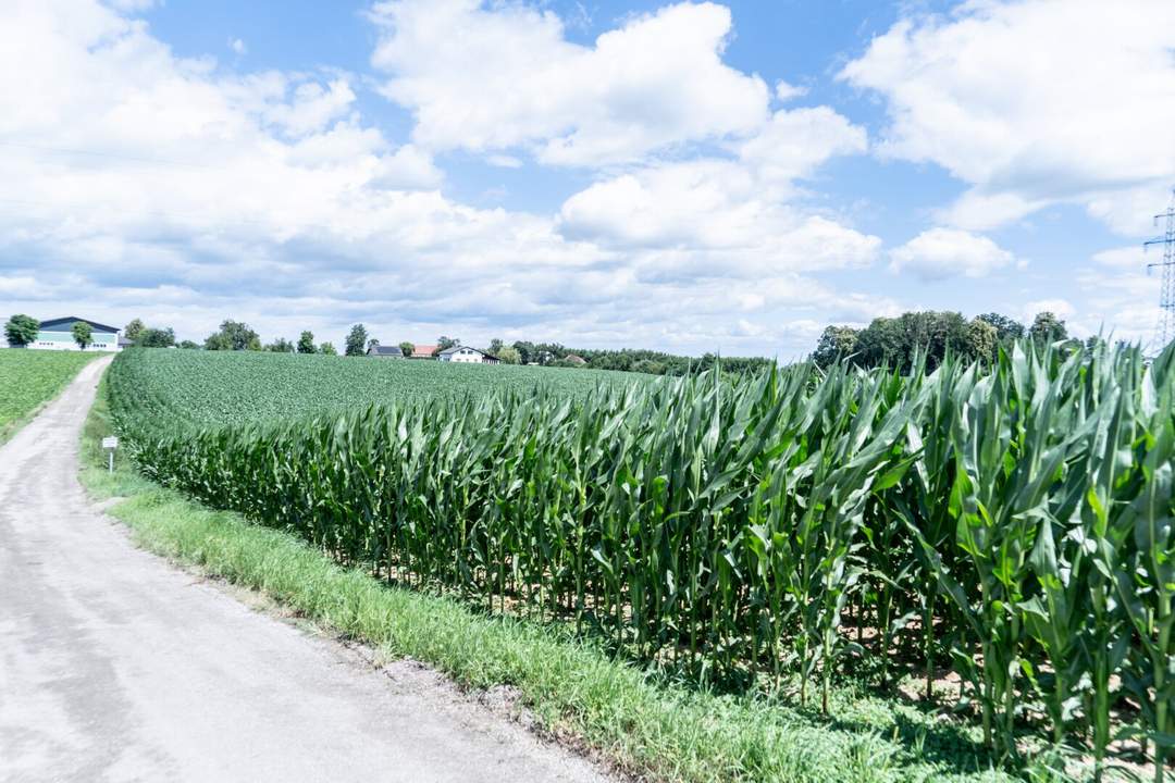 Perfekte Betriebsbaulage in Wolfern