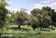 Bauland mit landwirtschaftlichem Gebäude und Altbaumbestand