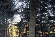 Sanierungsbedürftiges Haus im Grünen - ein märchenhafter Ort für neue Visionen