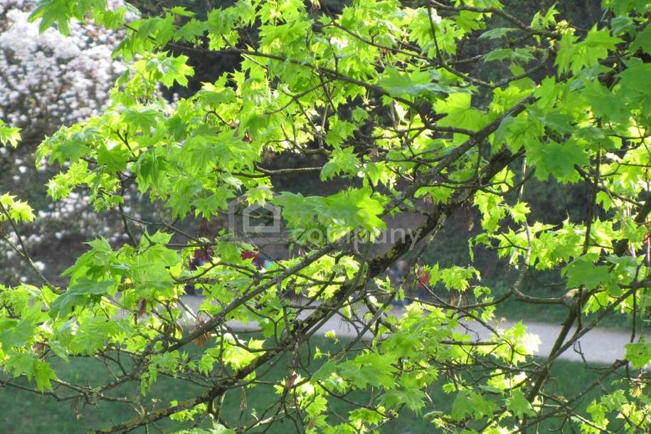 Bezaubernde Wohnung mit schöner Aussicht !! - Renoviert, sehr sonnig !, Wohnung-kauf, 229.000,€, 4020 Linz(Stadt)