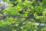 Bezaubernde Wohnung mit schöner Aussicht !! - Renoviert, sehr sonnig !