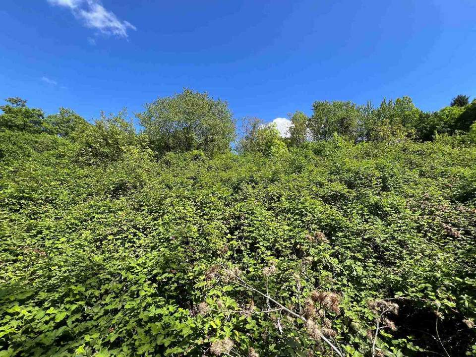 Baubewilligte Liegenschaft in absoluter Grün Ruhelage in Kierling