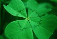 Waldparzellen in Alpbach