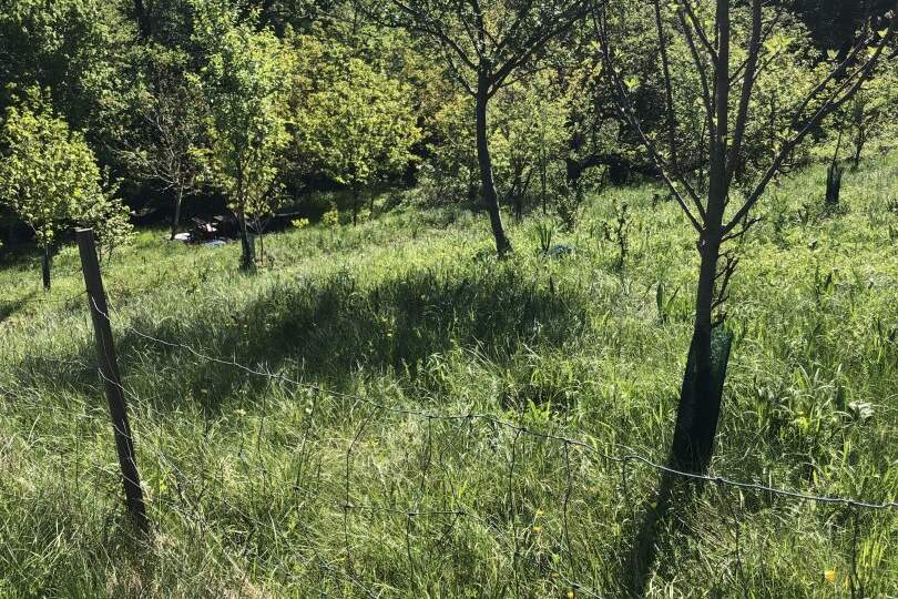 Obstbäume und Ziersträucher mit Zufahrt und Aussicht, Grund und Boden-kauf, 47.000,€, 3434 Tulln