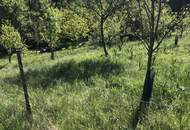 Obstbäume und Ziersträucher mit Zufahrt und Aussicht