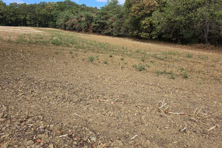 Landwirtschaftliche Grundstücke in Neuberg, Grund und Boden-kauf, 12.000,€, 7537 Güssing