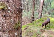 Wald im Gurktal (Provisionsfrei)