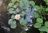 Alte Donau (ca. 200m) Grundstück in traumhafter Wasserlage