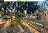 Großzügiges Grundstück in Spattendorf – Gemeinde Alberndorf in der Riedmark (GST 2438/3)