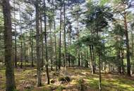 Wald zu verkaufen – 2 gepflegte Parzellen à ca. 4 ha (insgesamt ca. 8,3 ha) im südlichen Waldviertel