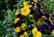 Sonnige 4 Zi Gartenwohnung in Ruhelage (S-Bahn Liesing Nähe) mit Garage