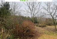 Naturnah & ruhig: Grundstück mit Altbestand in Spattendorf - Gemeinde Alberndorf in der Riedmark (GST 2438/1)