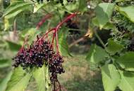 ,,Kleines Haus und großer Obstgarten in Hornstein!"