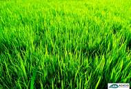 Bauplatz in Michelhausen, im Herzen des Tullnerfelds