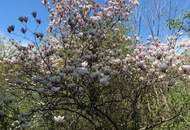 1170 / Idyllisches GRUNDSTÜCK (KLG) Eselstiege