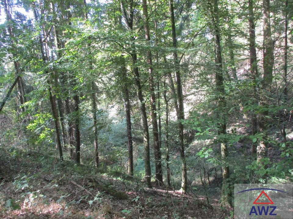 Leistbarer Wald in Feldkirchen/Donau zu verkaufen!