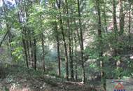 Leistbarer Wald in Feldkirchen/Donau zu verkaufen!