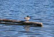 Seegrundstück - exklusiv und idyllisch - wohin mit der Seele, wenn nicht an den See!