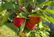 !!! PREISHAMMER!!! Topgepflegter Bungalow sucht neuen Familienanschluss!