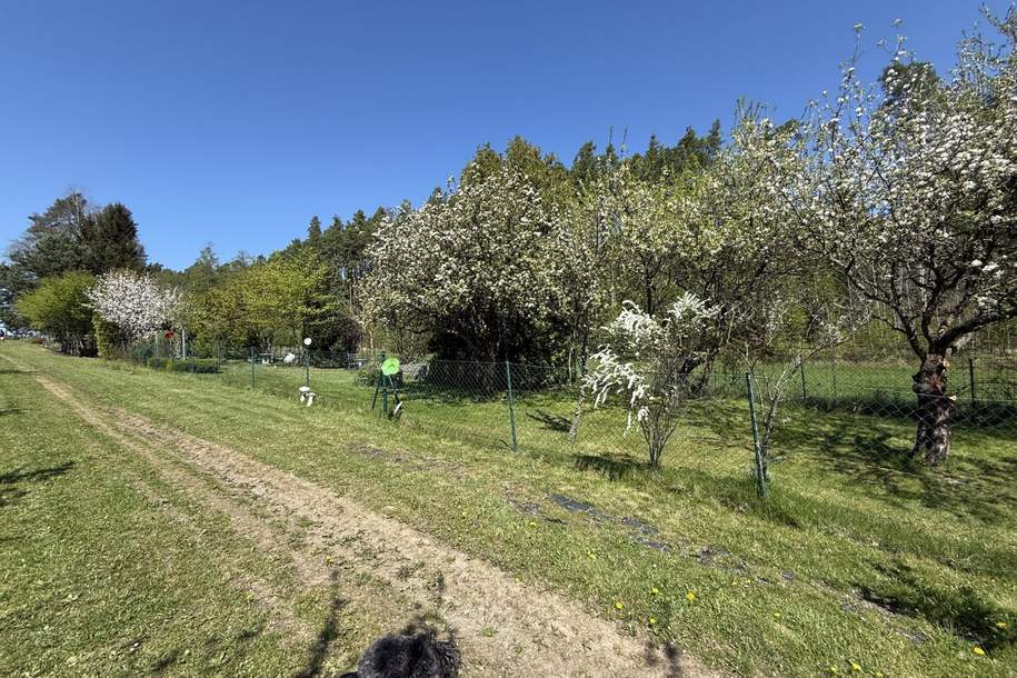 Provisionsfrei - Schönes Freizeitgrundstück mit Obstgarten, Grund und Boden-kauf, 49.000,€, 3950 Gmünd