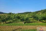 Schöner Marillengarten mit ca. 8,1 ha in Toplage in der Wachau / Donautal!