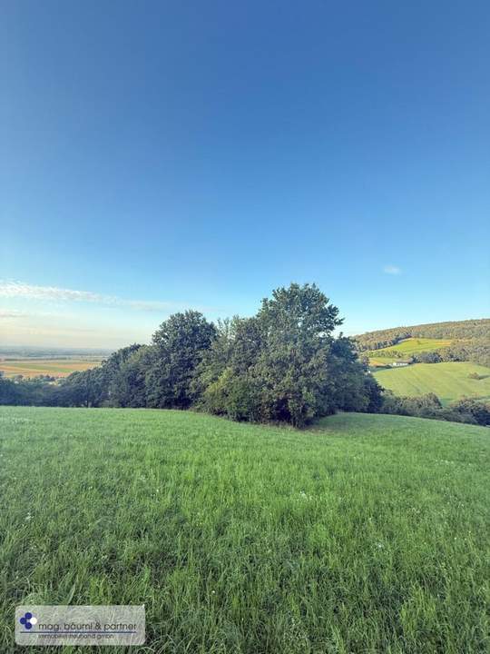 Verwilderter, mit alten Sorten bestückter Obstgarten im Moment als Wald gewidmet RODUNG bewilligt