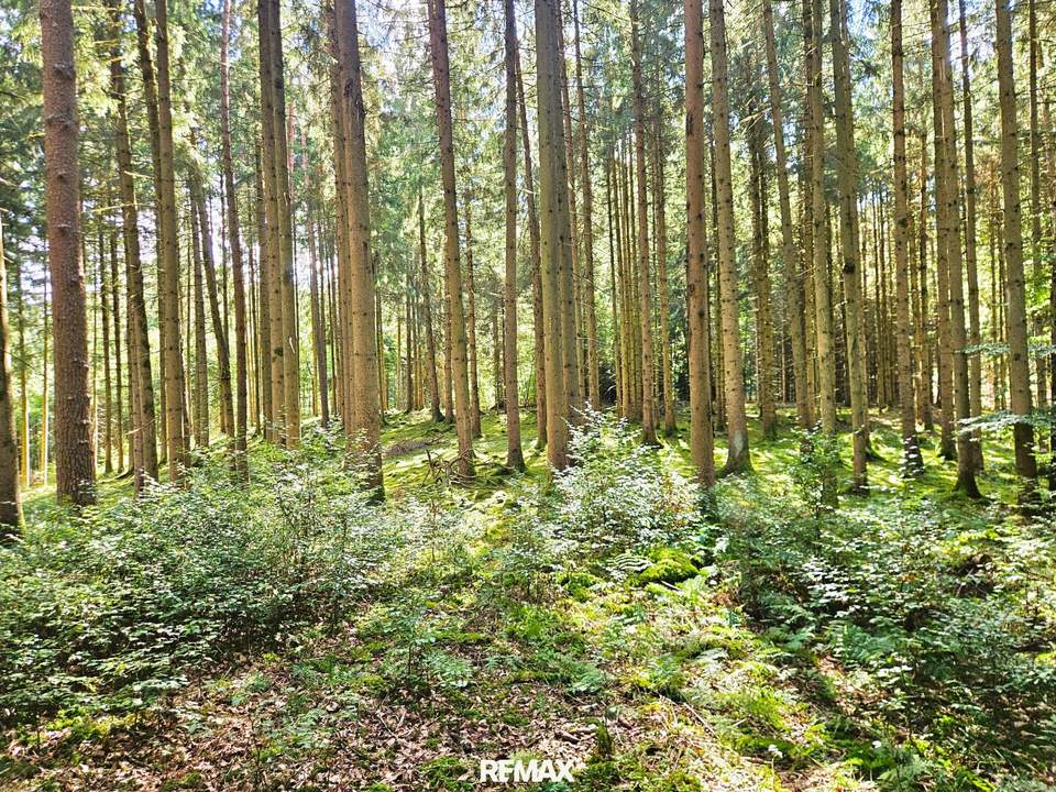 Mischwald in 5121 St. Radegund
